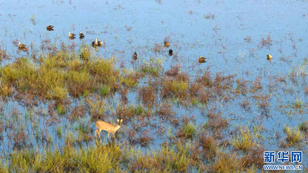 江西永修:“麂鸟共舞”绘鄱湖(图2) 江西永修:“麂鸟共舞”绘鄱湖(图2)