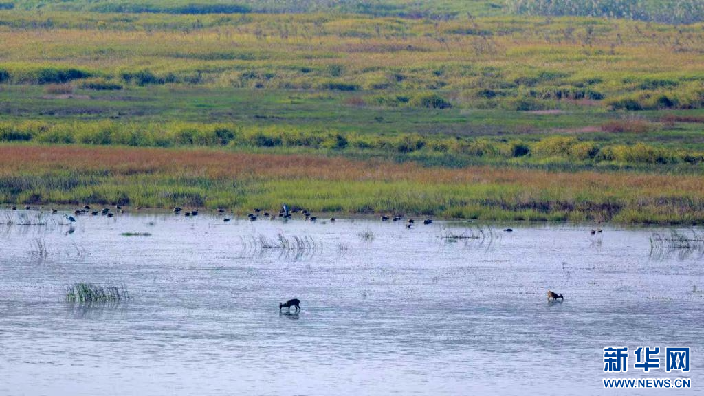 江西永修:“麂鸟共舞”绘鄱湖(图3) 江西永修:“麂鸟共舞”绘鄱湖(图3)