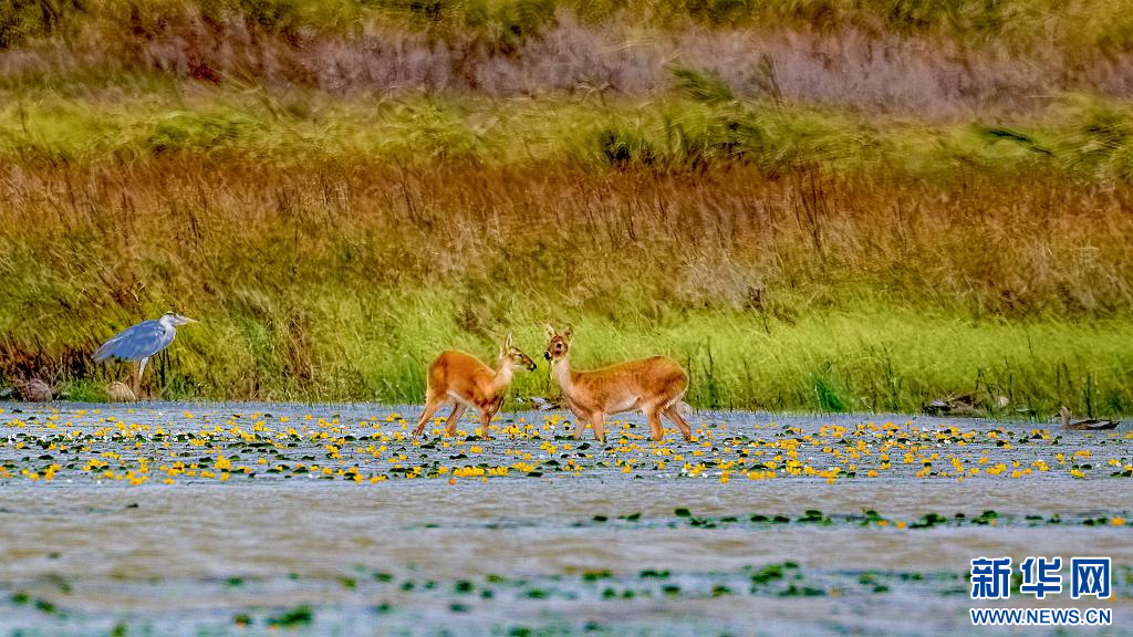 江西永修:“麂鸟共舞”绘鄱湖(图1) 江西永修:“麂鸟共舞”绘鄱湖(图1)