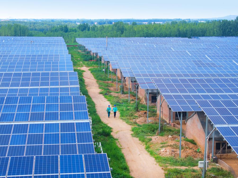 山东潍坊：农光互补“绿生金”(图1)