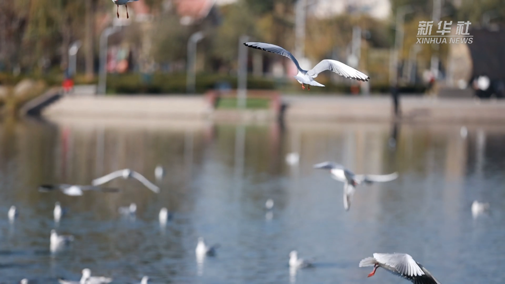 宁夏银川：碧水映鸥影(图1)