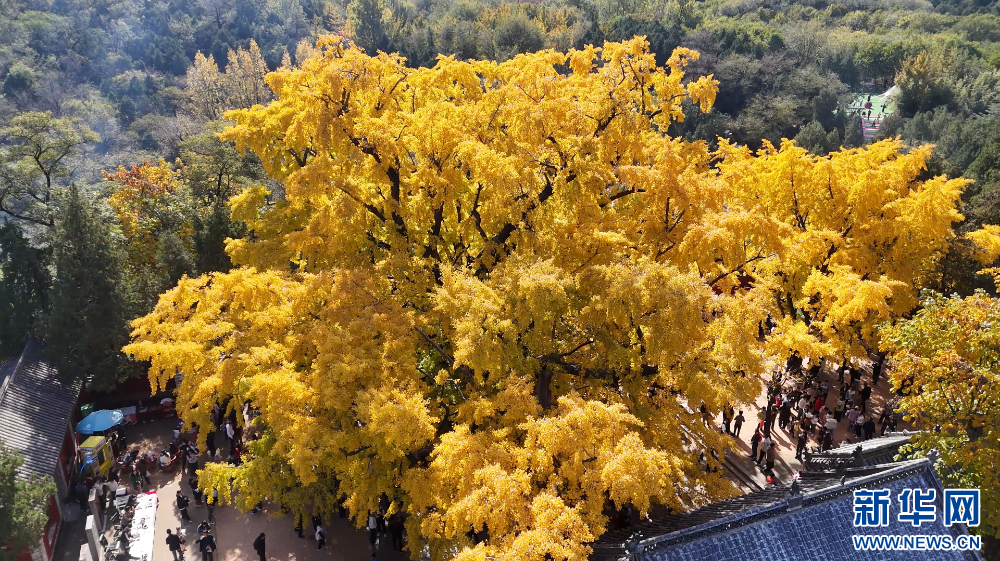 山东莒县千年银杏树迎来最佳观赏期(图2)
