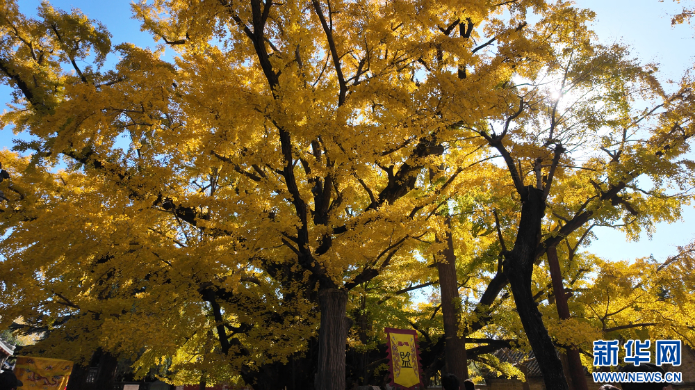 山东莒县千年银杏树迎来最佳观赏期(图1)