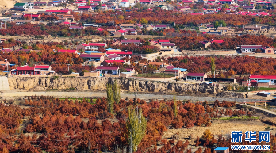 宁夏海原：百年梨园秋景如画(图1)