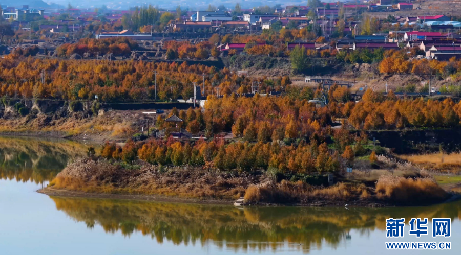宁夏海原：百年梨园秋景如画(图2)