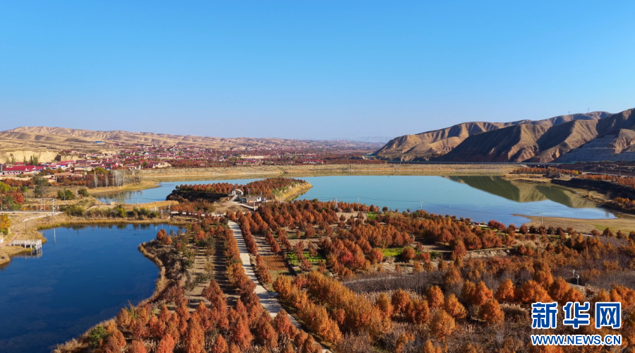 宁夏海原：百年梨园秋景如画(图3)