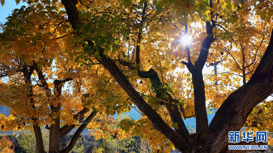 宁夏海原：百年梨园秋景如画(图4)