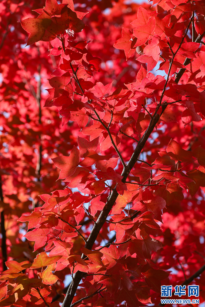 昆明：火红枫叶勾勒诗意公园(图1)