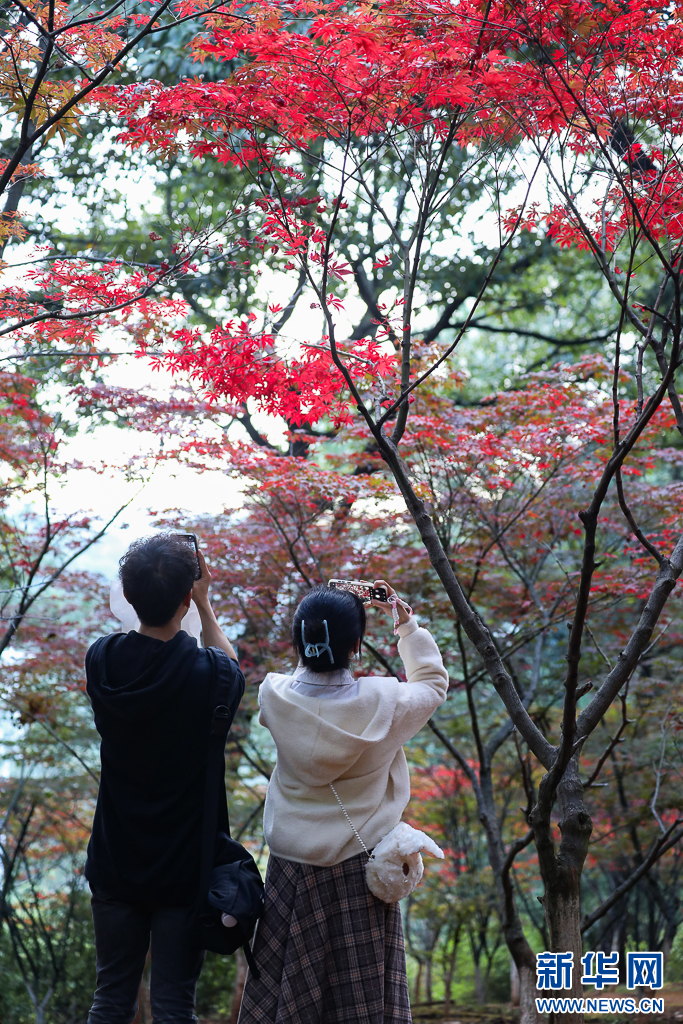 昆明：火红枫叶勾勒诗意公园(图4)