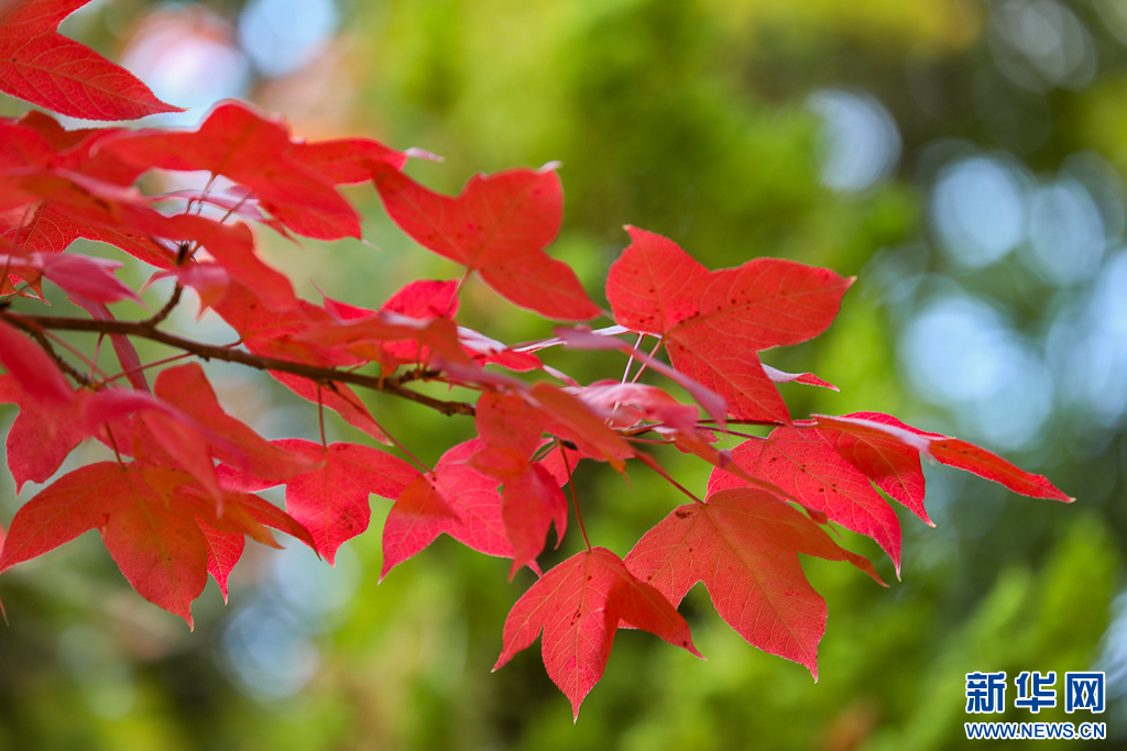 昆明：火红枫叶勾勒诗意公园(图5)