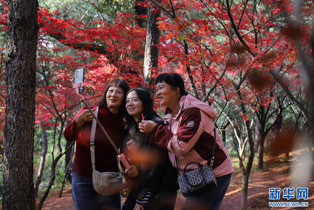 昆明：火红枫叶勾勒诗意公园(图6)