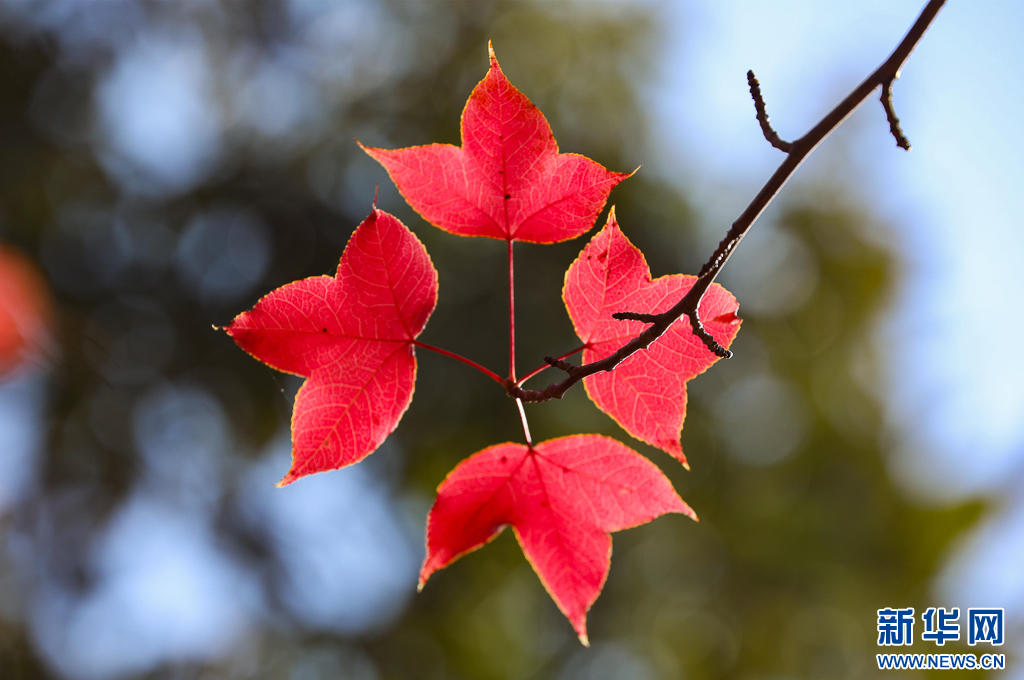 昆明：火红枫叶勾勒诗意公园(图7)