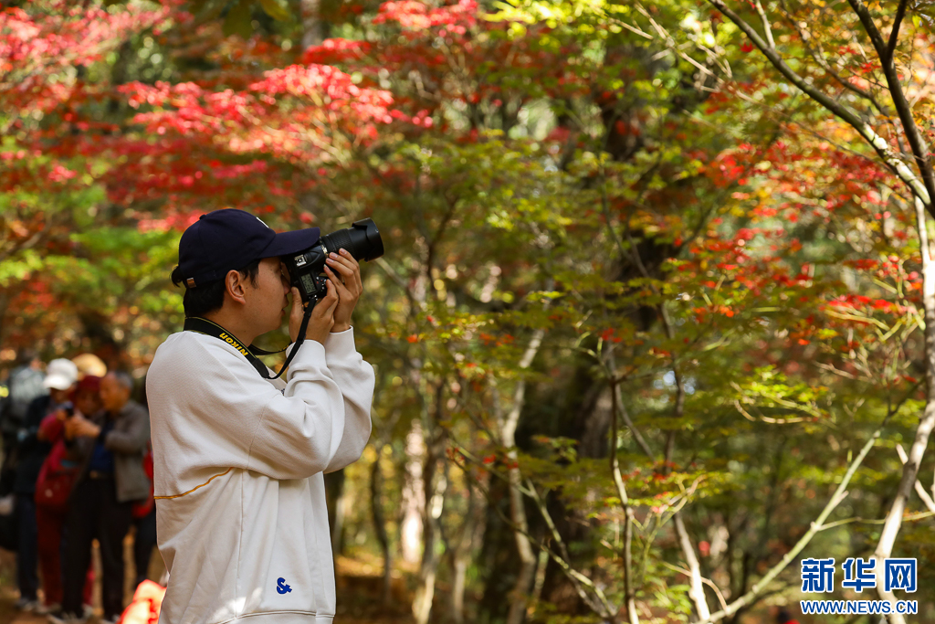 昆明：火红枫叶勾勒诗意公园(图8)