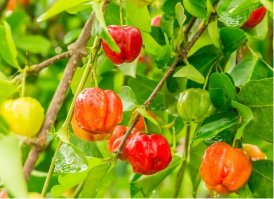 筑牢冬季健康防线，关爱银发群体健康 养生堂携手全泰堂“全民免疫守护计划”公益行(图3)