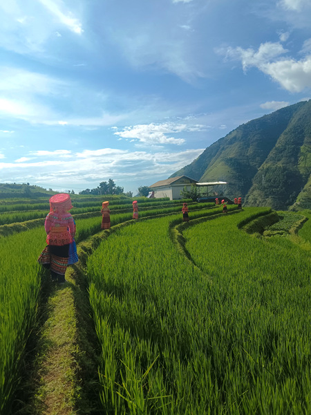 傈僳族村民迅游梯田。米易县新山傈僳族乡新山村委会供图