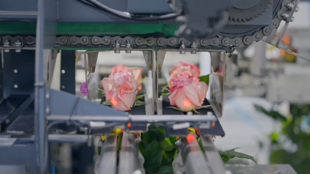 盘点云南晋宁冬日鲜切花“护花”科技(图2)