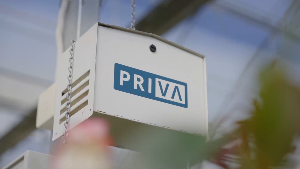 盘点云南晋宁冬日鲜切花“护花”科技(图3)