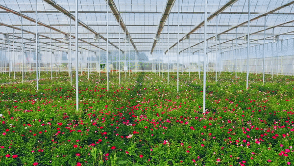 盘点云南晋宁冬日鲜切花“护花”科技(图5)