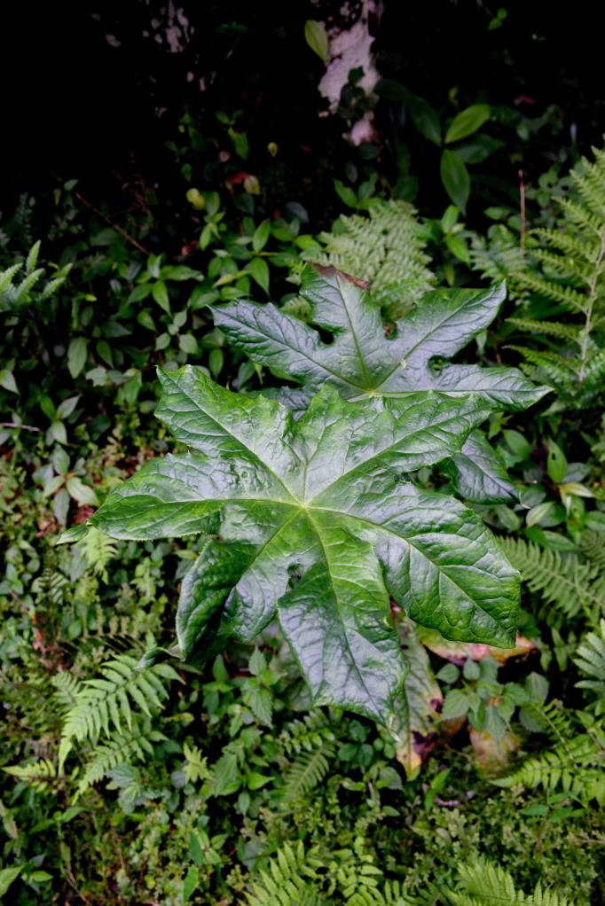 贵州发现新物种“习水八角莲”(图1)
