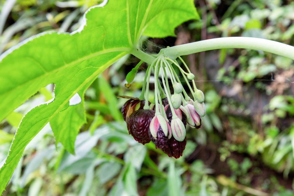 贵州发现新物种“习水八角莲”(图2)