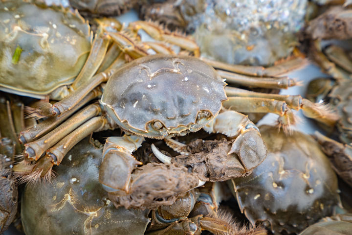 上海农业不只在上海，更在广阔天地(图1)