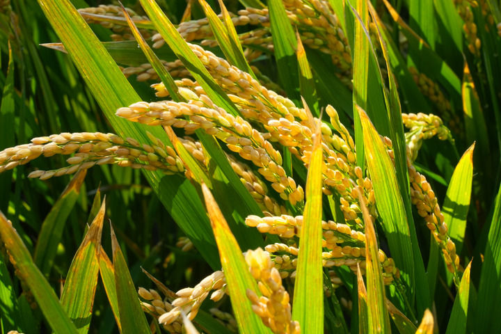 上海农业不只在上海，更在广阔天地(图2)