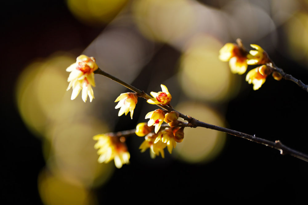 谁在寒冬先报春(图1)