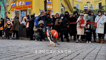 和“街（gāi）溜子”一起逛冰城(图2)