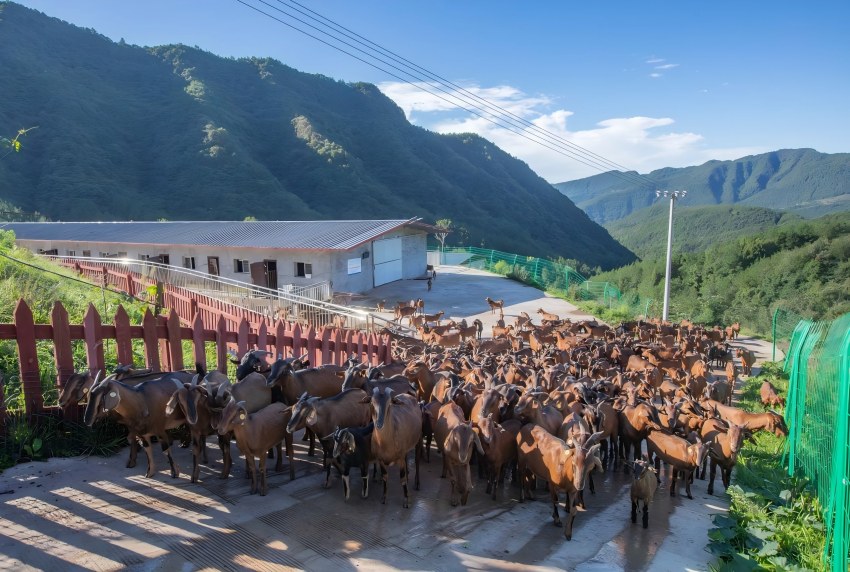 古耕南江黄羊一级扩繁场。受访者供图