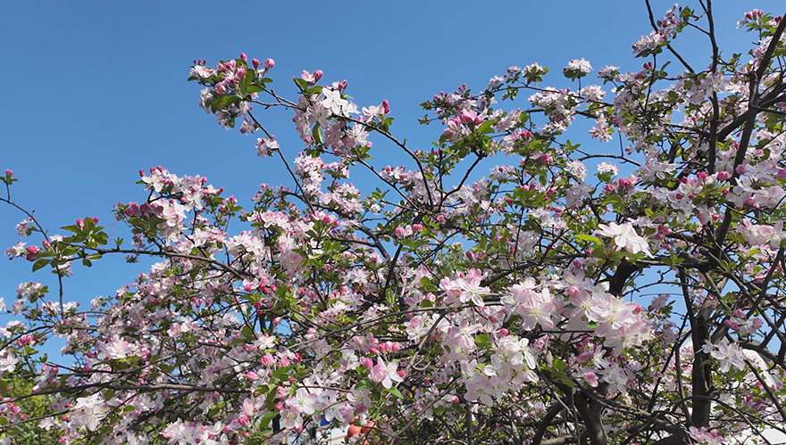 在双流,有一种安心叫“你在桥上看花,我们在旁守护”(图1) 图片1.png