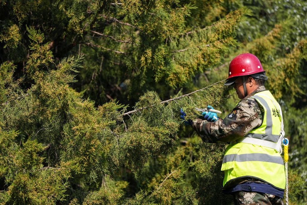 春季花粉治理，有了新解法(图3)