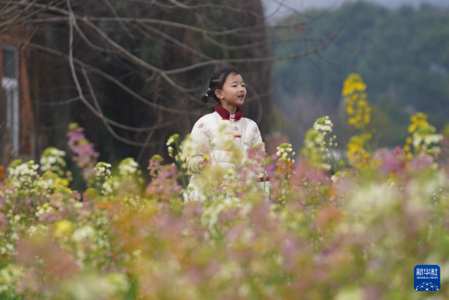 江西南昌：彩色油菜花田春光正好(图1)