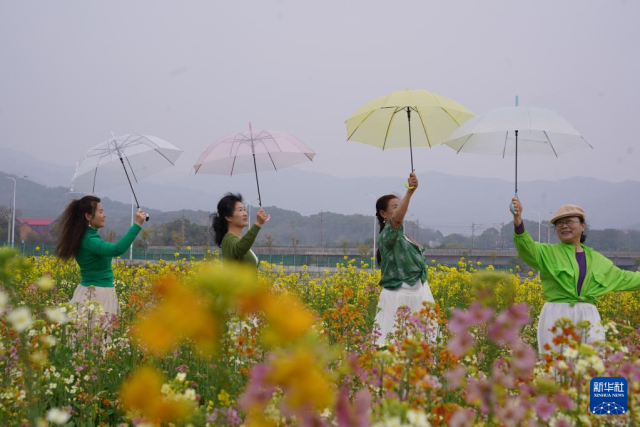 江西南昌：彩色油菜花田春光正好(图2)