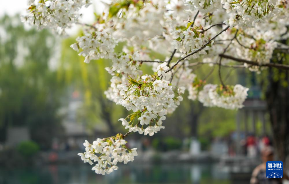 济南：樱花盛开赏花热(图1)