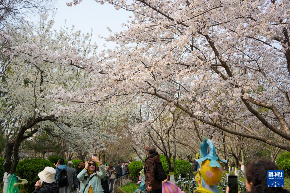 济南：樱花盛开赏花热(图2)