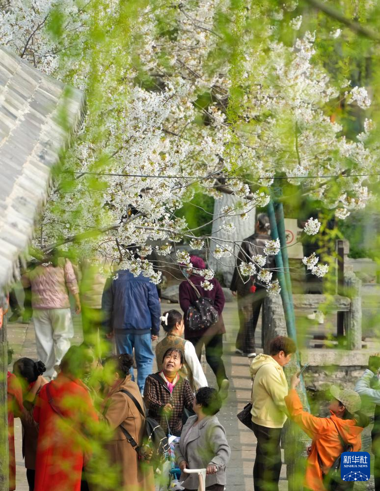 济南：樱花盛开赏花热(图4)