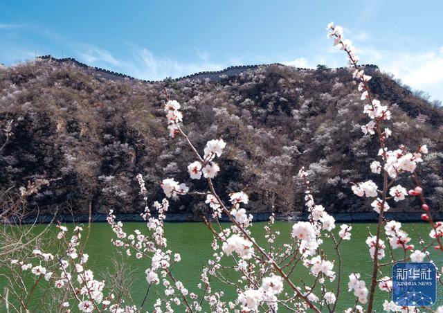 黄花城水长城：山花烂漫 春意正浓 (图1)