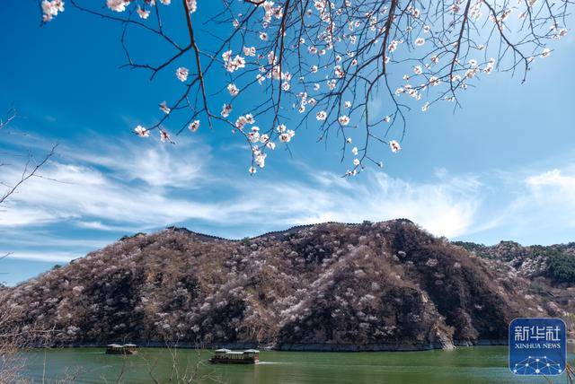 黄花城水长城：山花烂漫 春意正浓 (图2)