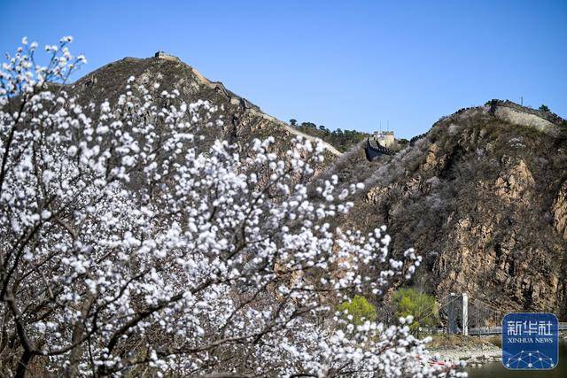 黄花城水长城：山花烂漫 春意正浓 (图4)