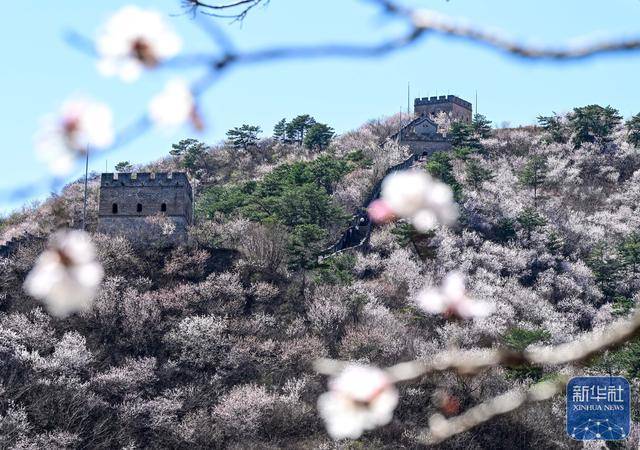 黄花城水长城：山花烂漫 春意正浓 (图7)