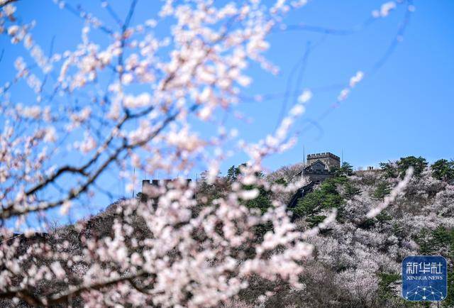黄花城水长城：山花烂漫 春意正浓 (图10)