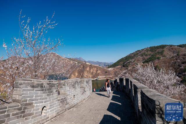 黄花城水长城：山花烂漫 春意正浓 (图12)