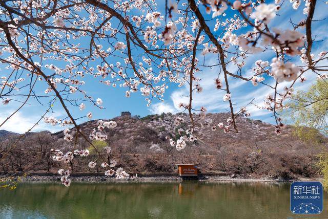 黄花城水长城：山花烂漫 春意正浓 (图11)