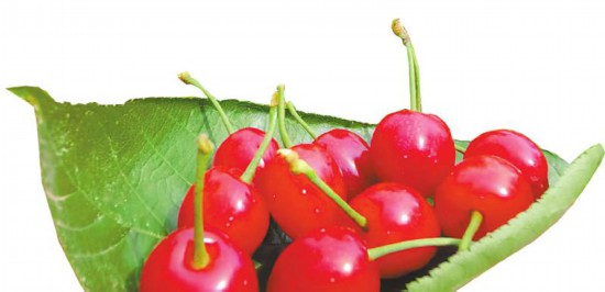 去年暖冬对抢鲜上市的樱桃有啥影响(图1) 去年暖冬对抢鲜上市的樱桃有啥影响(图1)