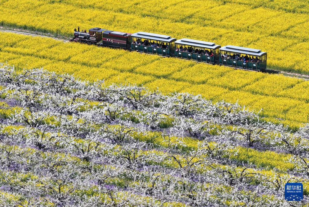 河北晋州：梨花盛开绘美景 农旅融合助发展(图1)