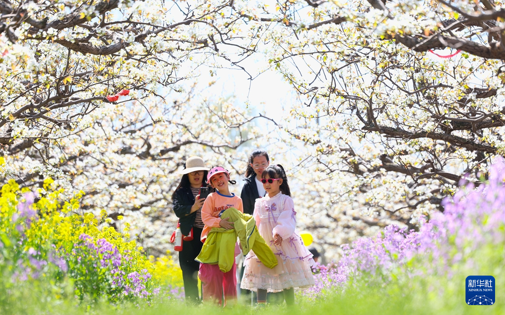 河北晋州：梨花盛开绘美景 农旅融合助发展(图9)