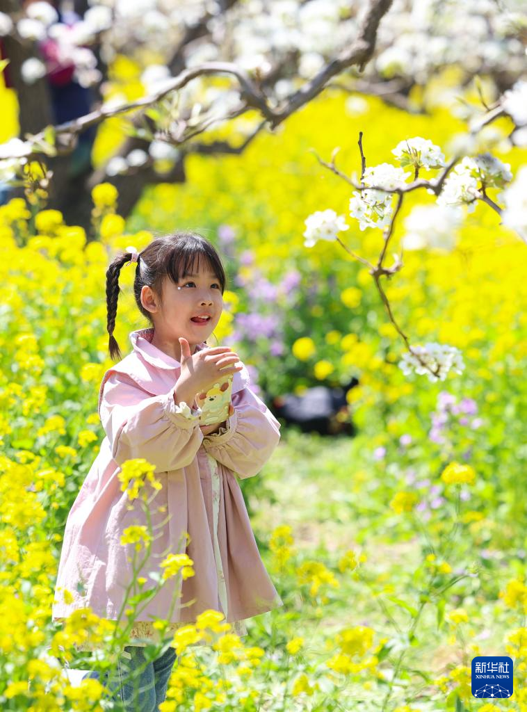 河北晋州：梨花盛开绘美景 农旅融合助发展(图10)