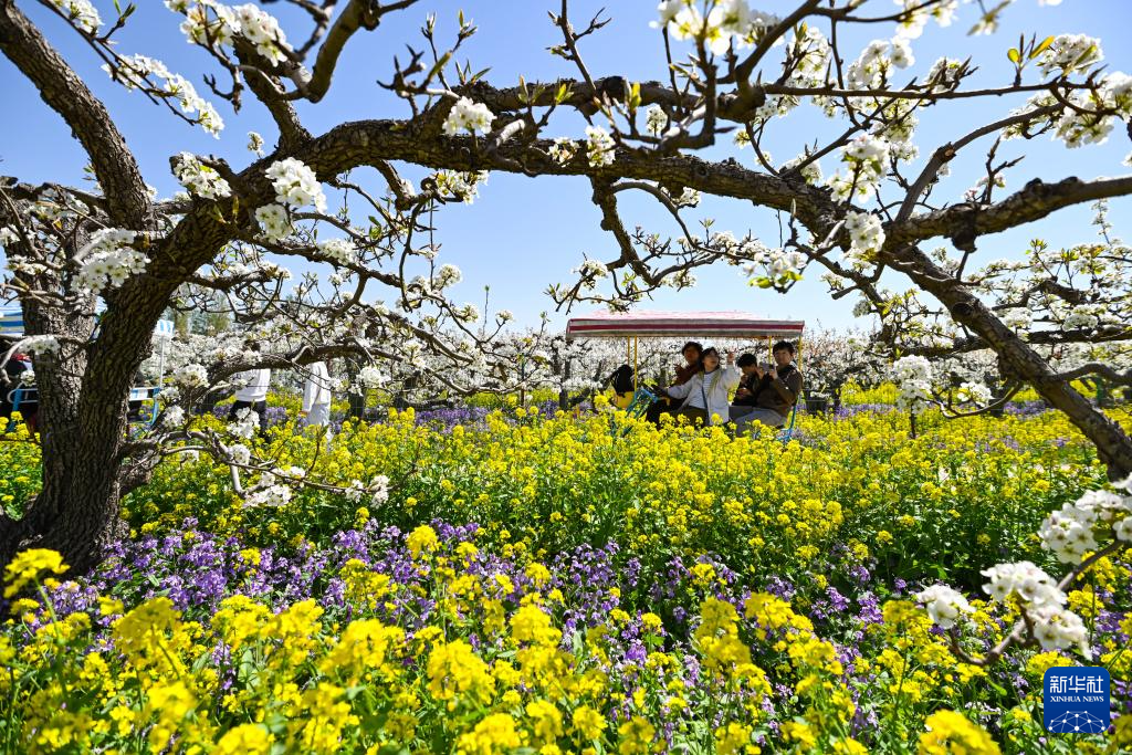 河北晋州：梨花盛开绘美景 农旅融合助发展(图13)