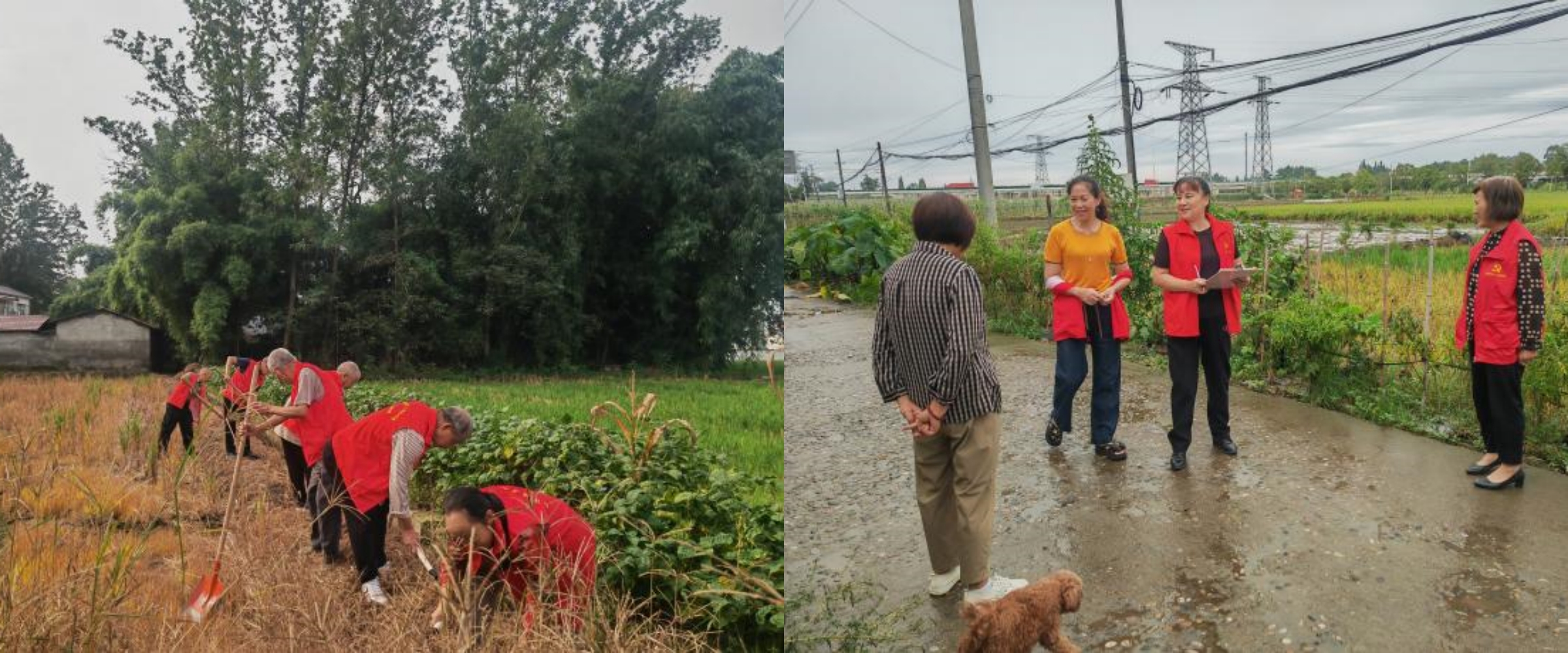 柳江村自组织激活基层治理“一池春水”(图4)