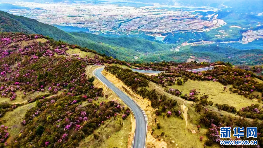 云南剑川：杜鹃花悄然绽放(图2)